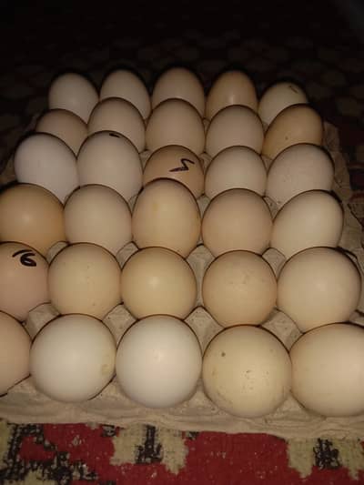 ڈبل زردی والے انڈے دستیاب ہیں 