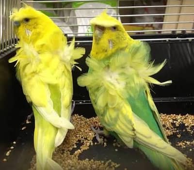 MASHAALLAH Hogoromo pair Available Healthy Active.