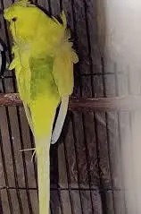 MASHAALLAH Hogoromo pair Available Healthy Active. — photo 2
