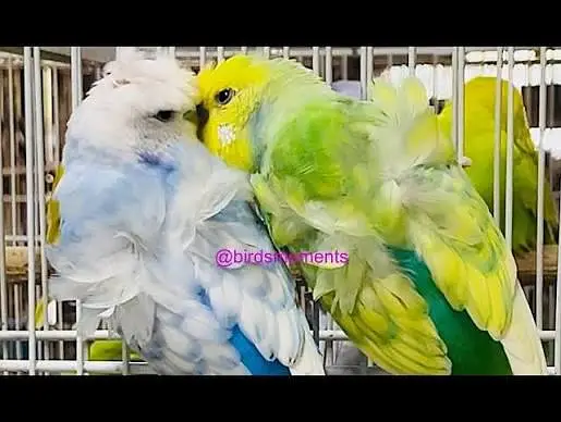 MASHAALLAH Hogoromo pair Available Healthy Active. — photo 4