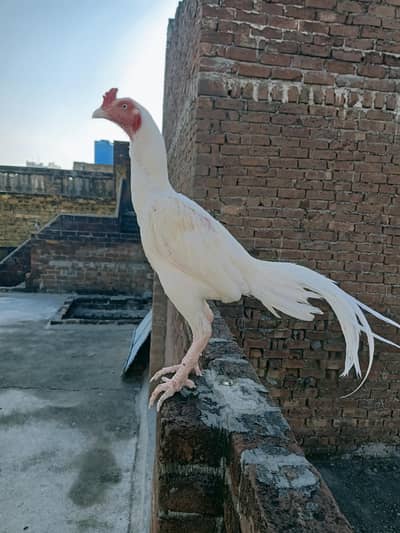 heera male paper white