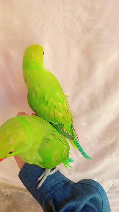 Talking parrot babs