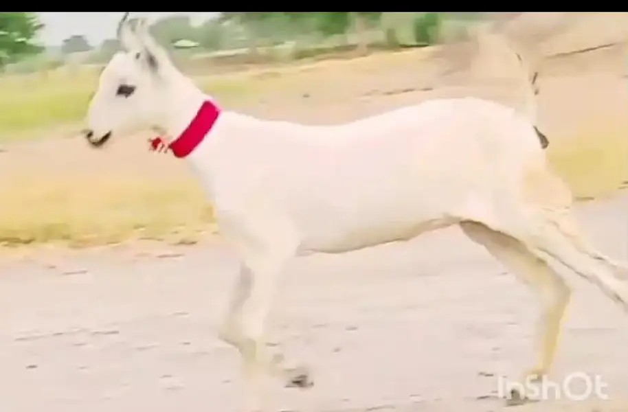 Outclass Barbari Goat — photo 2