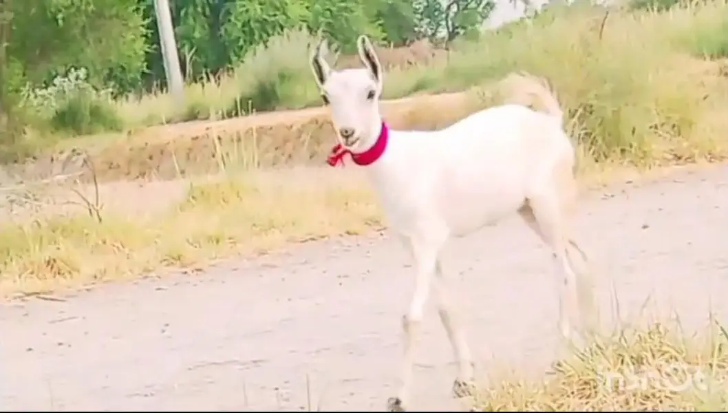 Outclass Barbari Goat — photo 3