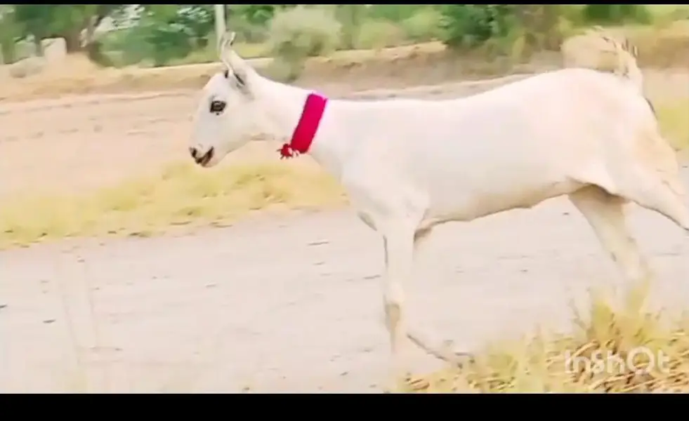 Outclass Barbari Goat — photo 5