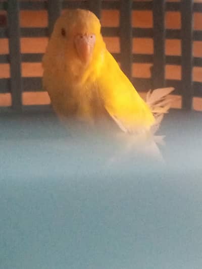 Budgie For Sale