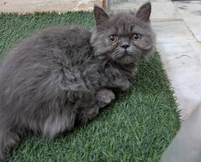 I want to sell my male cat