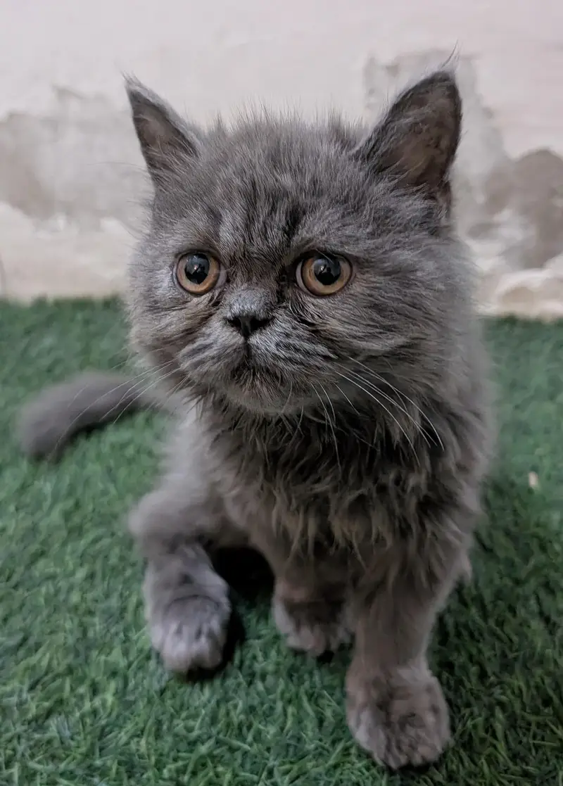 I want to sell my male cat — photo 2