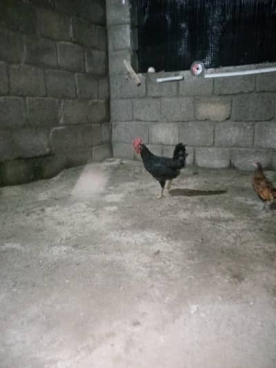 Australorp hens available