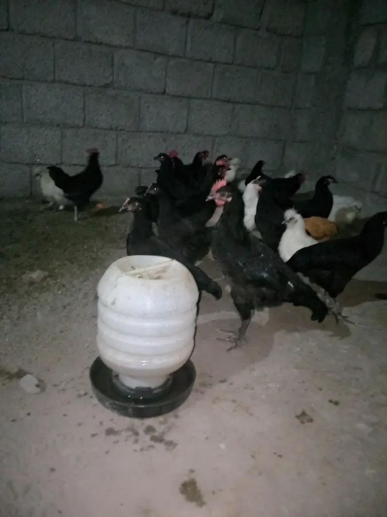 Australorp hens available — photo 2