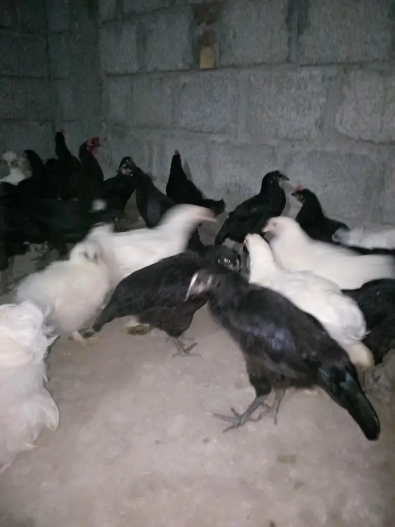 Australorp hens available — photo 3