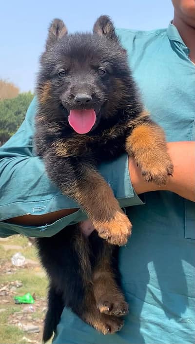 German Shepherd male puppy for sale 03436938065 my WhatsApp number