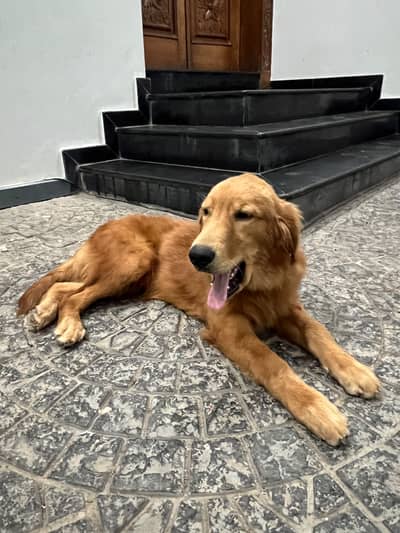 Golden retriever male for sale