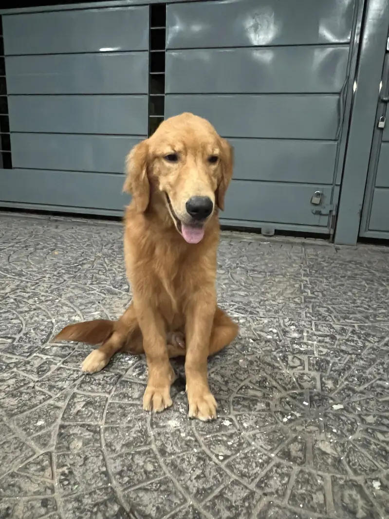 Golden retriever male for sale — photo 2