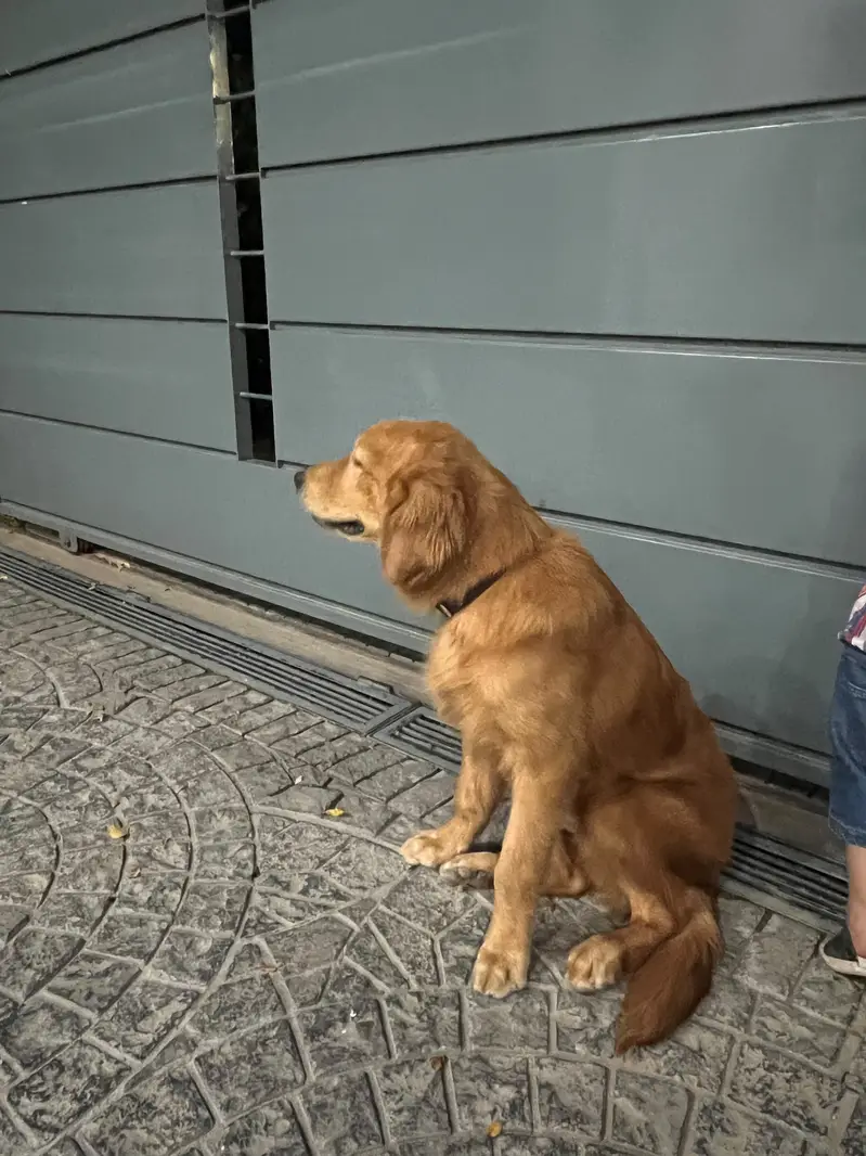 Golden retriever male for sale — photo 3