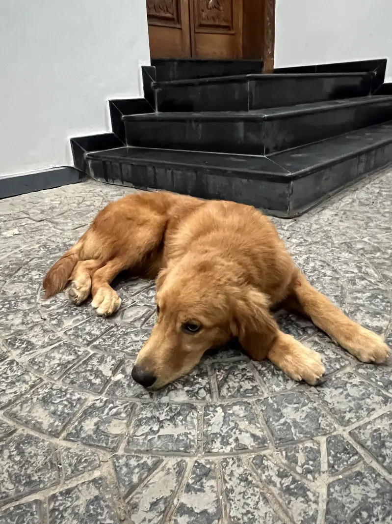 Golden retriever male for sale — photo 4