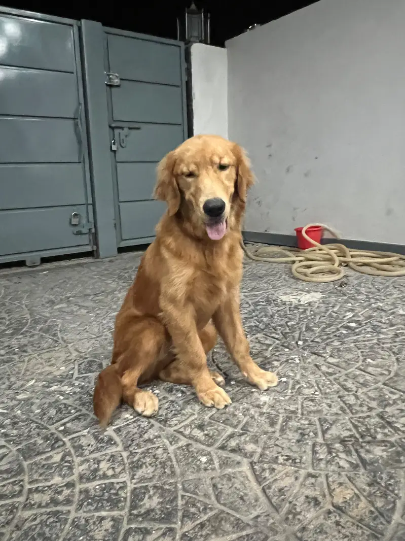Golden retriever male for sale — photo 5