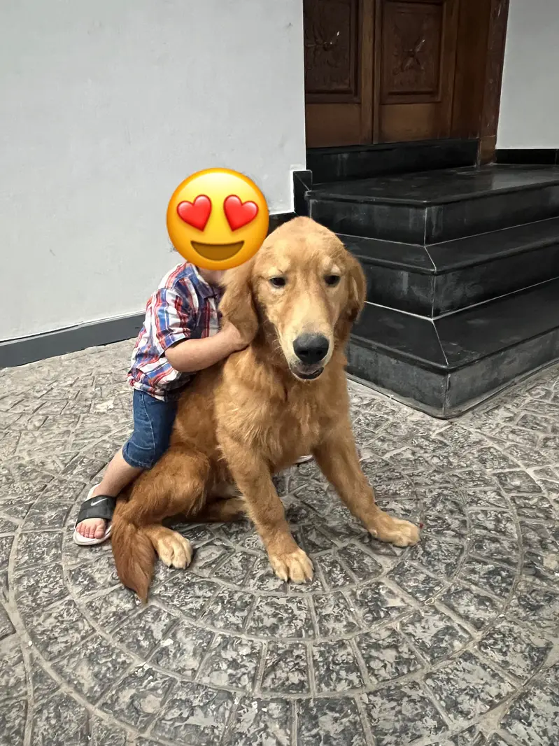 Golden retriever male for sale — photo 6