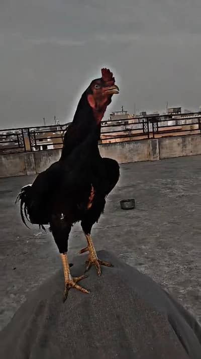 amroha high quality