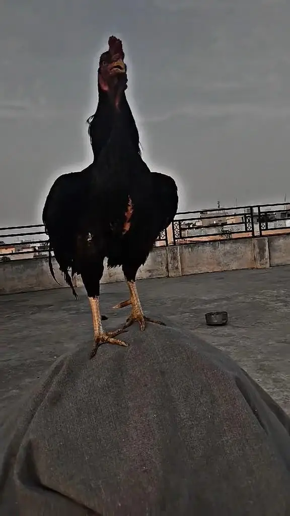amroha high quality — photo 3
