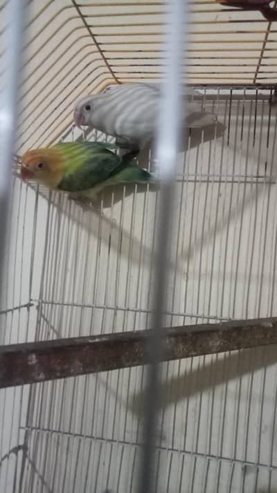 Healthy and active beautiful pair