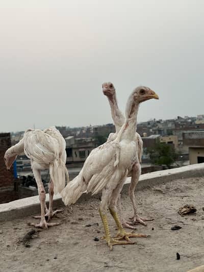 Aseel heera hen ka bacha hai pur white