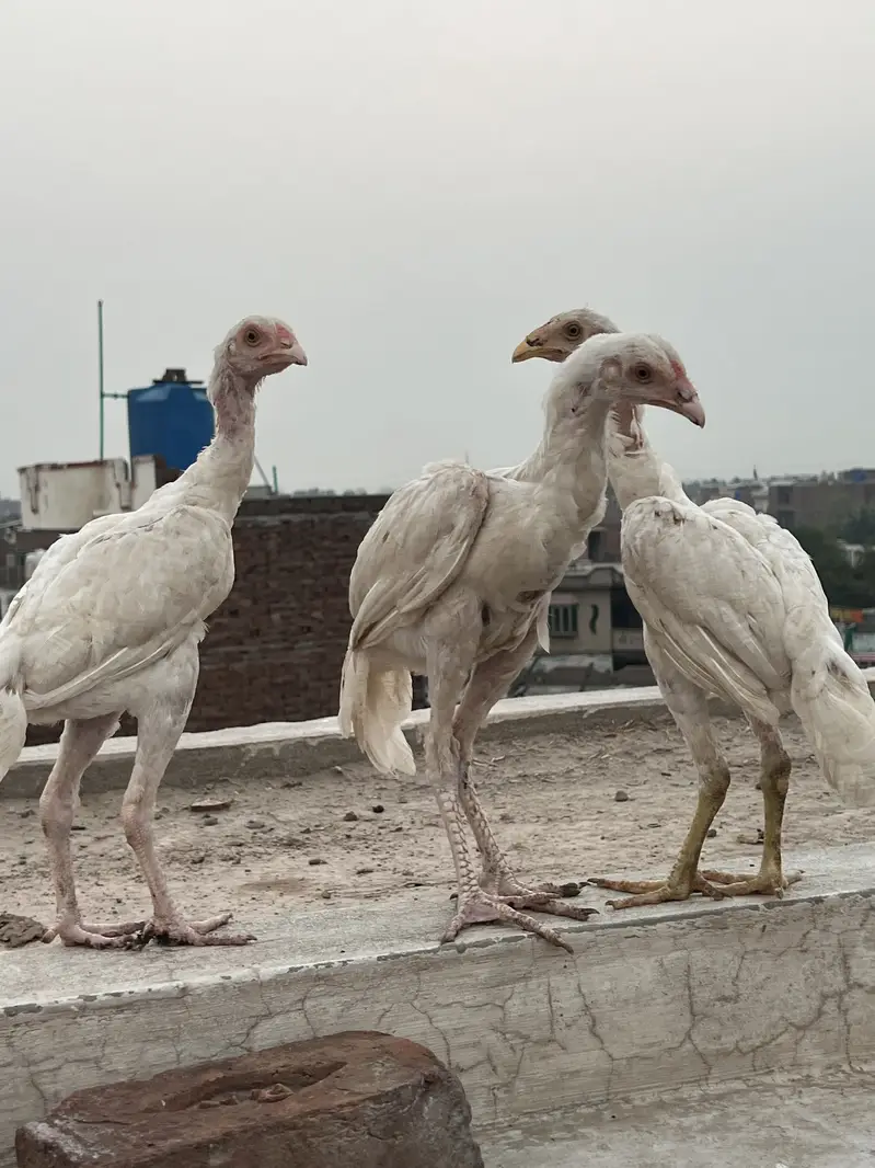 Aseel heera hen ka bacha hai pur white — photo 3