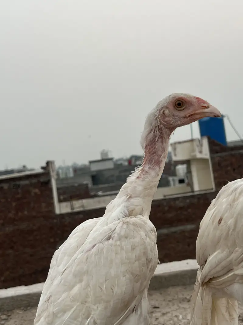 Aseel heera hen ka bacha hai pur white — photo 4