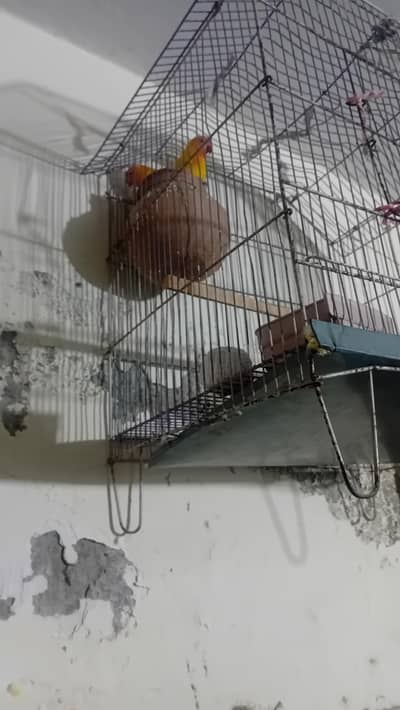 love birds pair