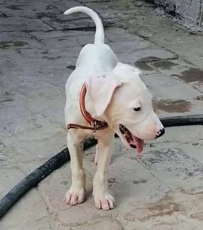 gultair female puppy