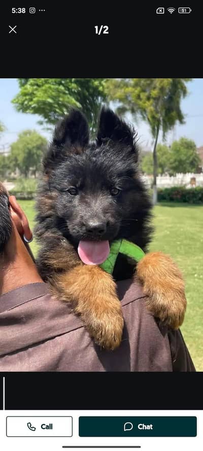 German Shepherd male puppy for sale 03436938065 my WhatsApp number