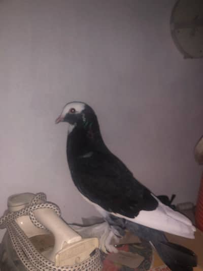 kabara kabooter
