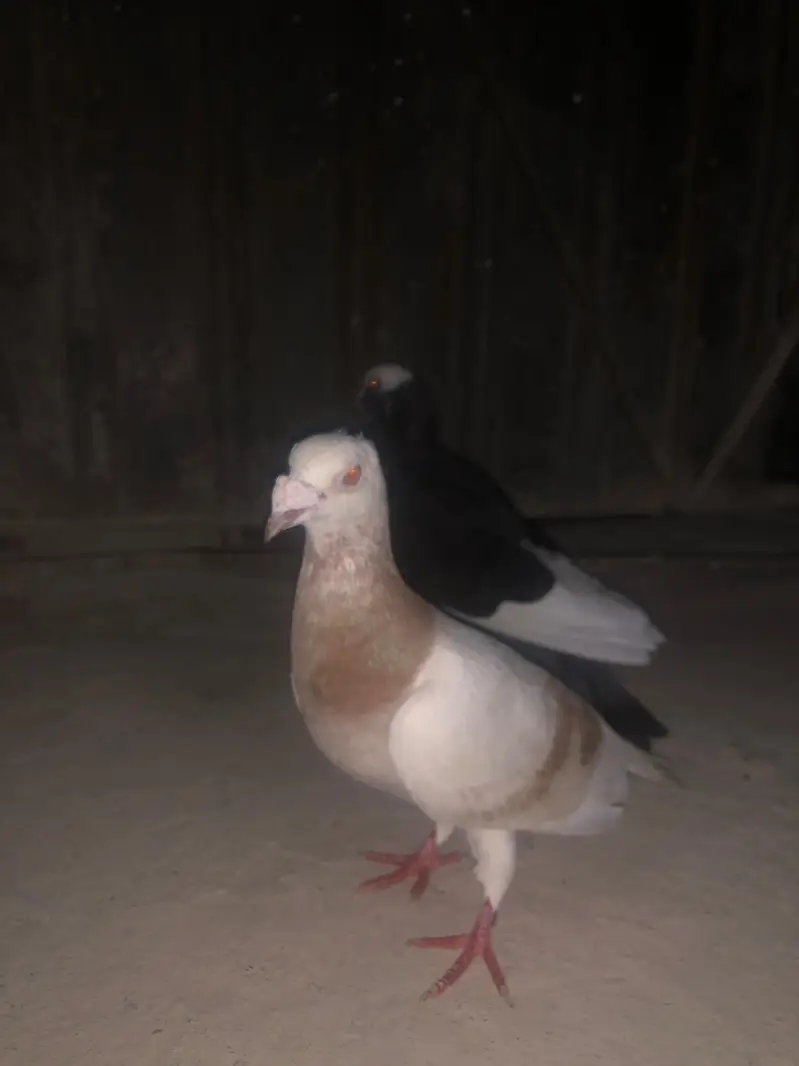 kabara kabooter — photo 2