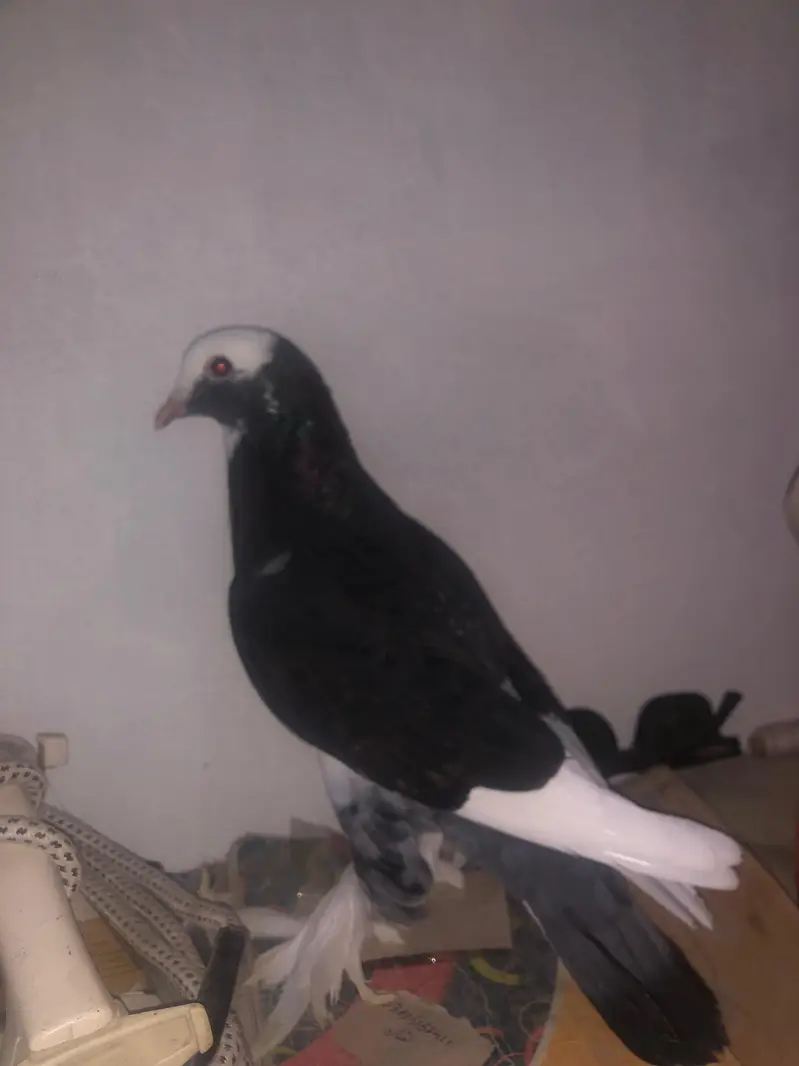kabara kabooter — photo 3