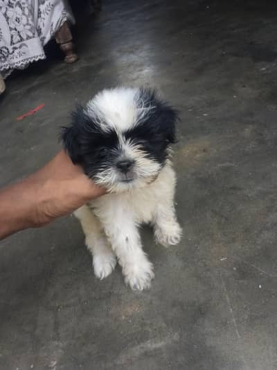 Shihtzu male pup available