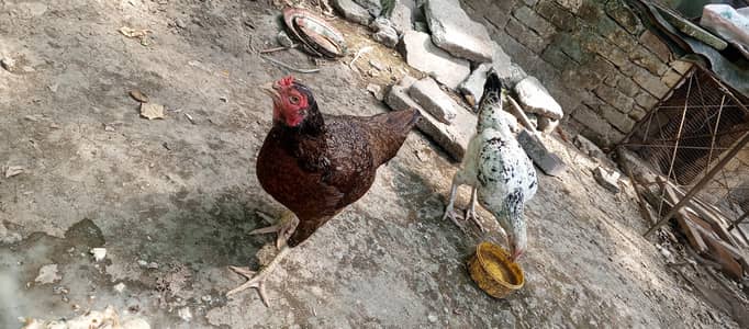Pure Desi Hens