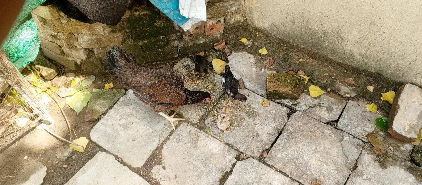 Pure Desi Hens — photo 2