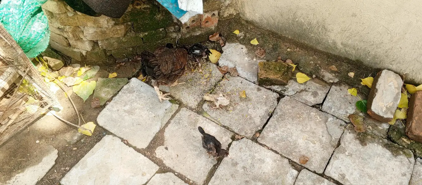 Pure Desi Hens — photo 3