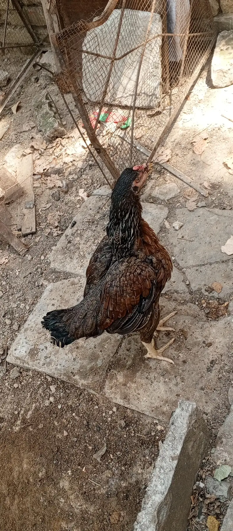 Pure Desi Hens — photo 4