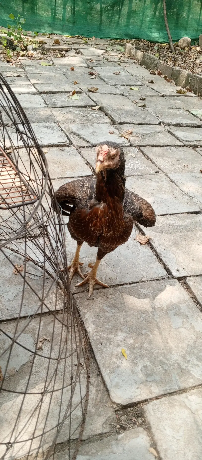 Pure Desi Hens — photo 5