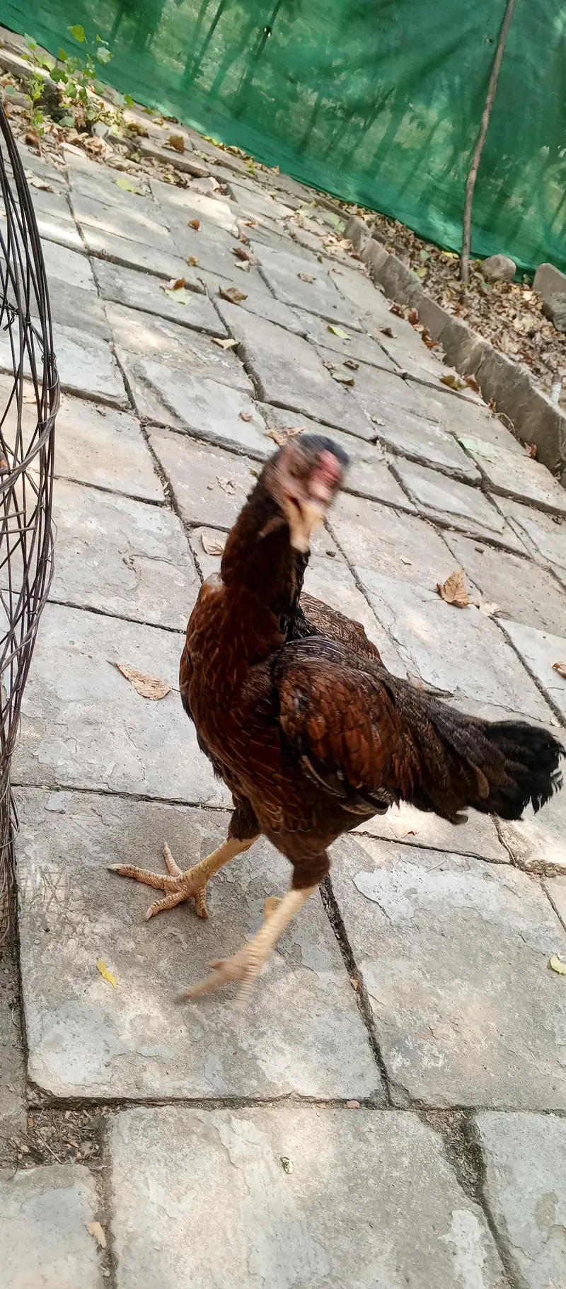 Pure Desi Hens — photo 6