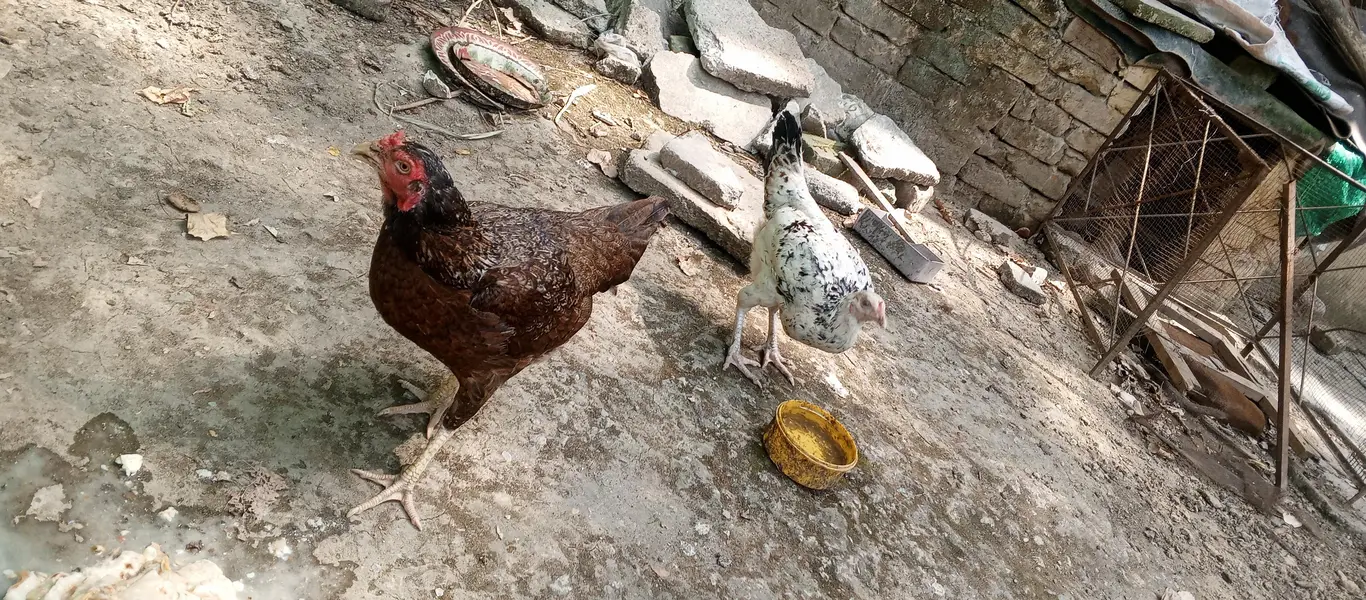 Pure Desi Hens — photo 7