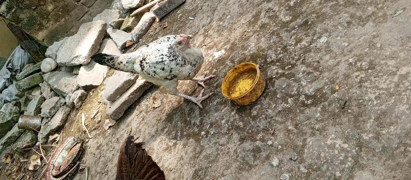 Pure Desi Hens — photo 8