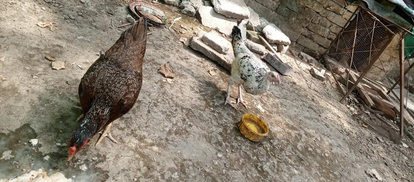 Pure Desi Hens — photo 9