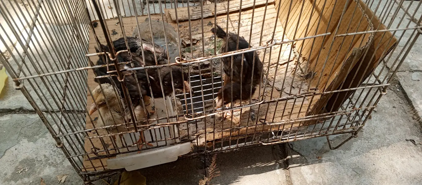 Pure Desi Hens — photo 10