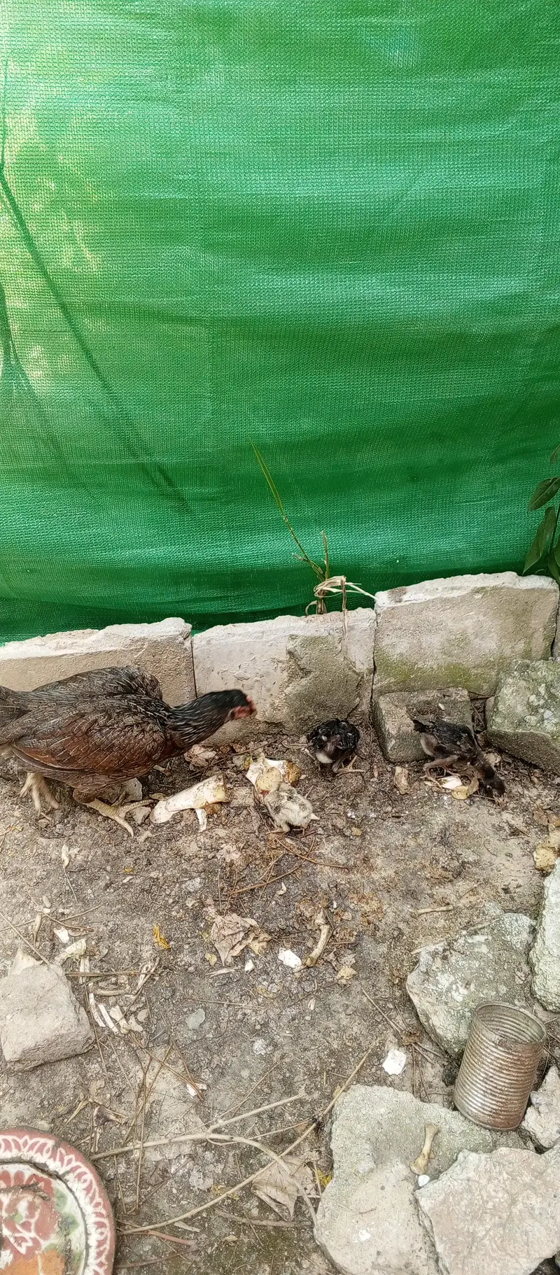 Pure Desi Hens — photo 11