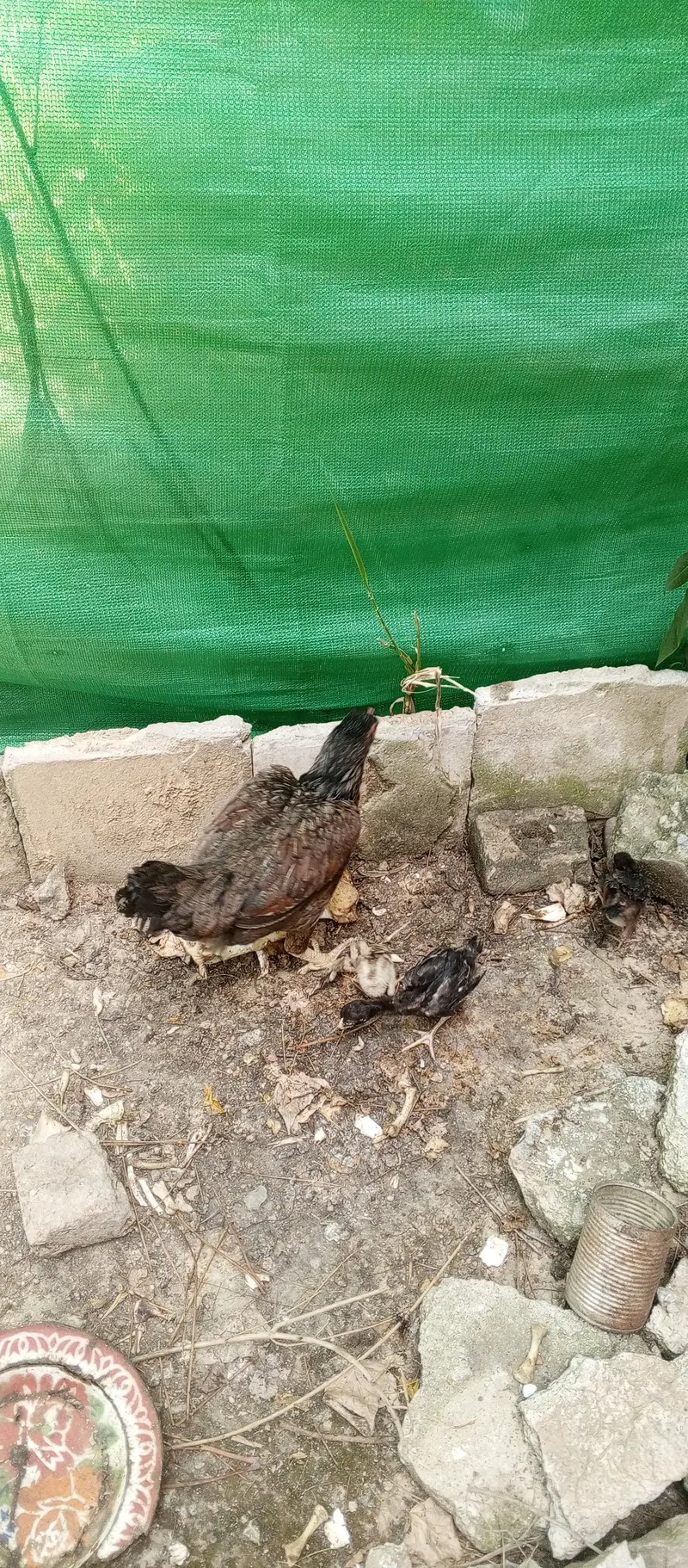 Pure Desi Hens — photo 12