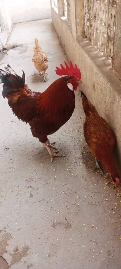 All birds for sale. please contact only serious buyers