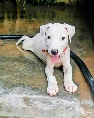 pure gultair female puppy