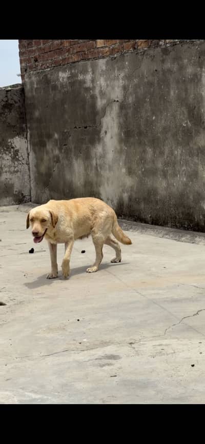 Labradorfemale